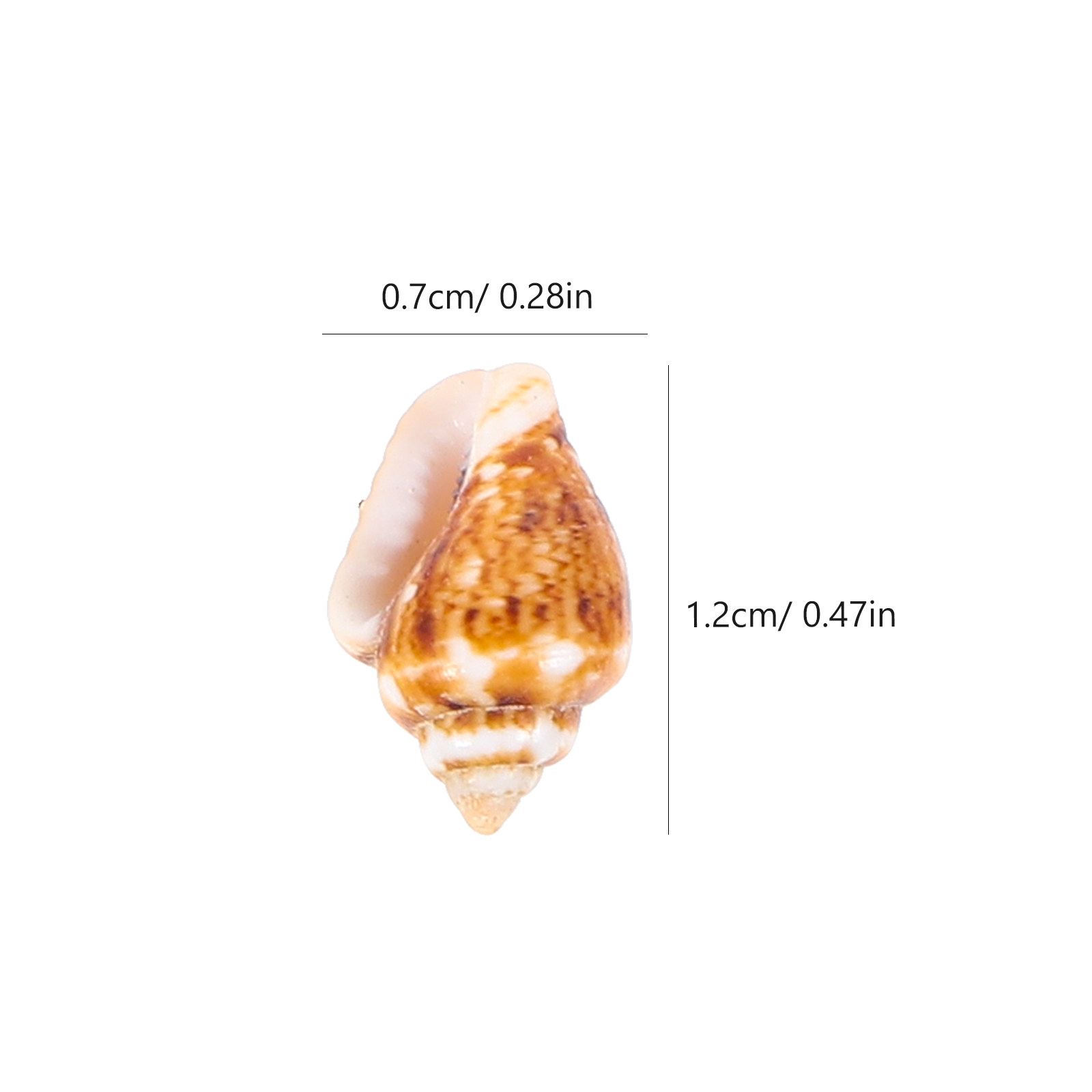 1箱入り装飾用天然コンクミニ貝殻 DIY水槽魚タンク装飾クラ - Aquarium Mini Fish のレビューと価格