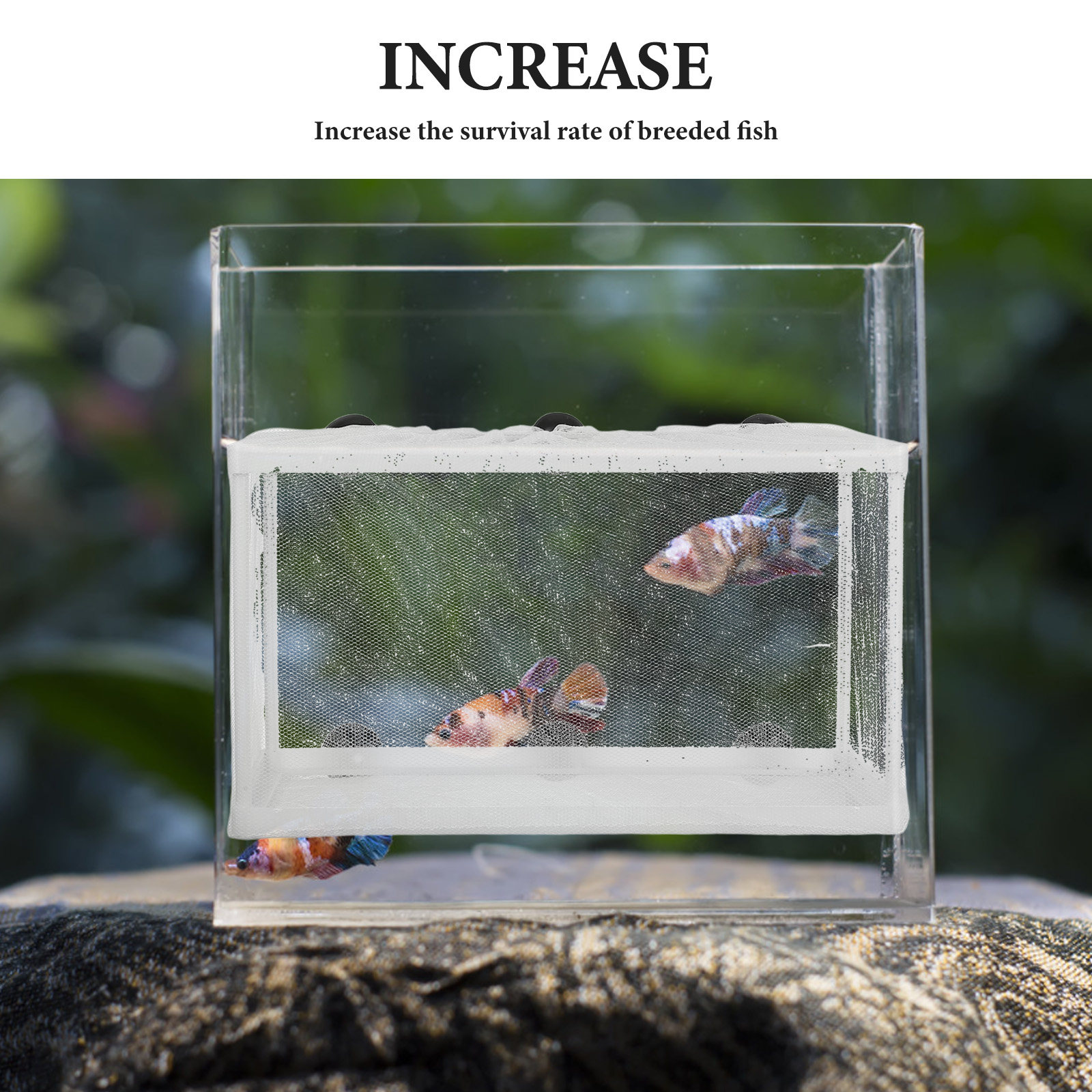 大型魚網水槽用孵化器、ポリエステル製フレーム、吸盤付き、稚魚 - Aquarium Fish Big Size のレビューと価格
