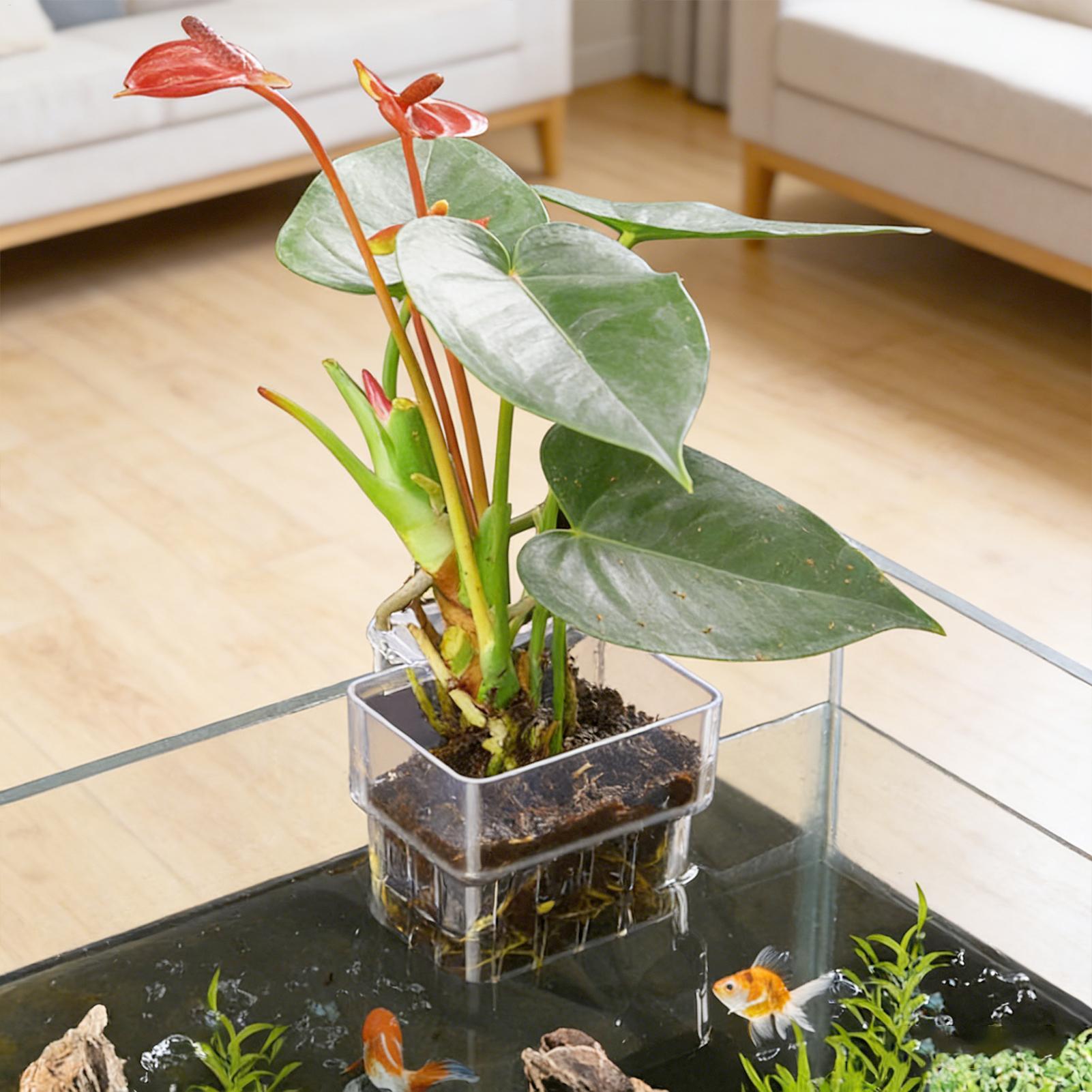 透明な吊り下げ式水槽植物ホルダーポット、水槽水耕栽培システム - Aquarium Fish Hideout のレビューと価格
